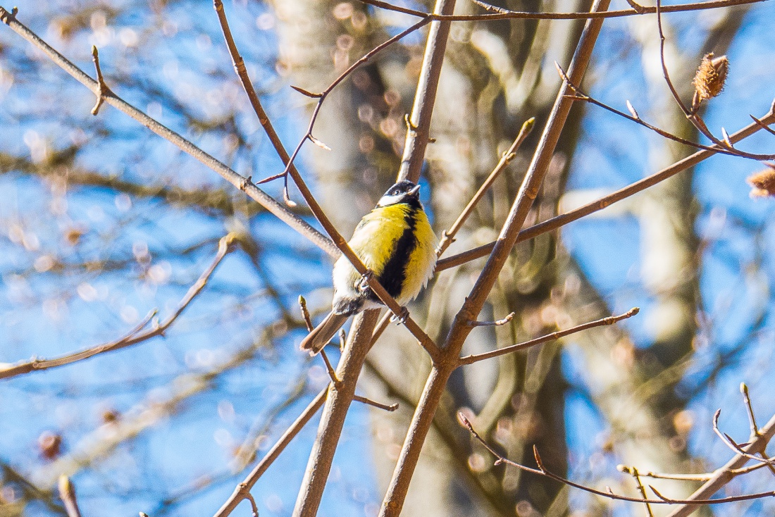 Foto: Martin Zehrer - Frühlings-Gefühle: Gesehen im Wald am Armesberg... macht ganz schön viel Lärm, der kleine Vogel :-D 