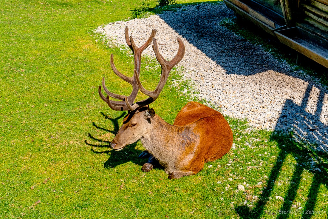 Foto: Martin Zehrer - Kurz vor der Gaststätte Waldhaus im Steinwald. Der Hirsch ruht in der Sonne. 