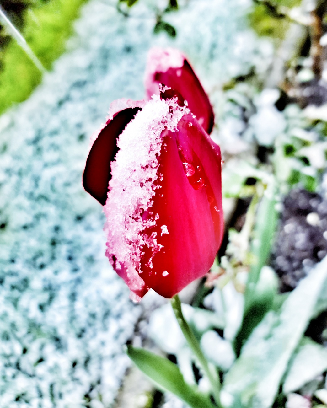 Foto: Jennifer Müller - Tulpe im Schneemantel. Das gibts nur im April ;-) 