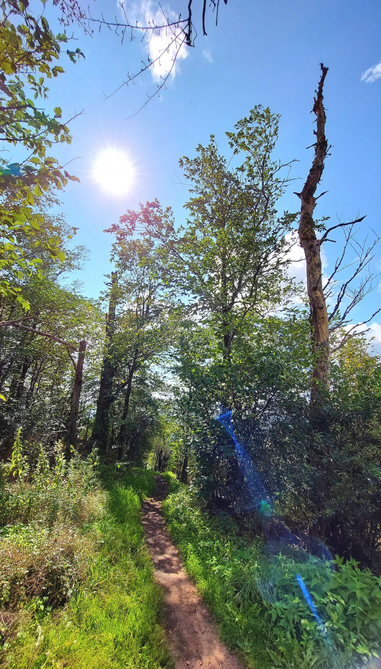 Foto: Martin Zehrer - Der Wanderweg zum Rauhen Kulm hoch.<br />
Am Ende des Weges steht oben auf dem Vulkankegel ein Aussichtsturm. 