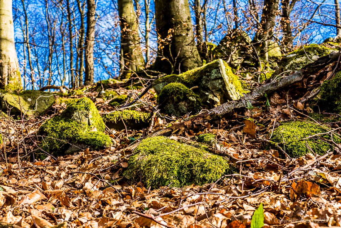 Foto: Martin Zehrer - Frühling auf dem Armesberg. Erste Hummeln fliegen durch die Gegend. Schmetterlinge lassen sich entdecken. Grüne kleine Pflanzen drücken mit aller Kraft durch das Herbstla 