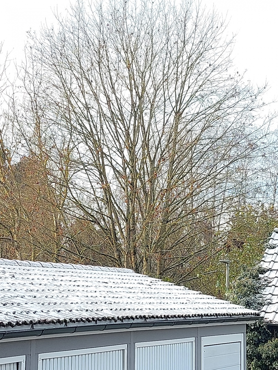 Foto: Martin Zehrer - Ein silberner Hauch umhüllt die Dächer, während die kahlen Äste wie Finger zum Himmel ragen. 