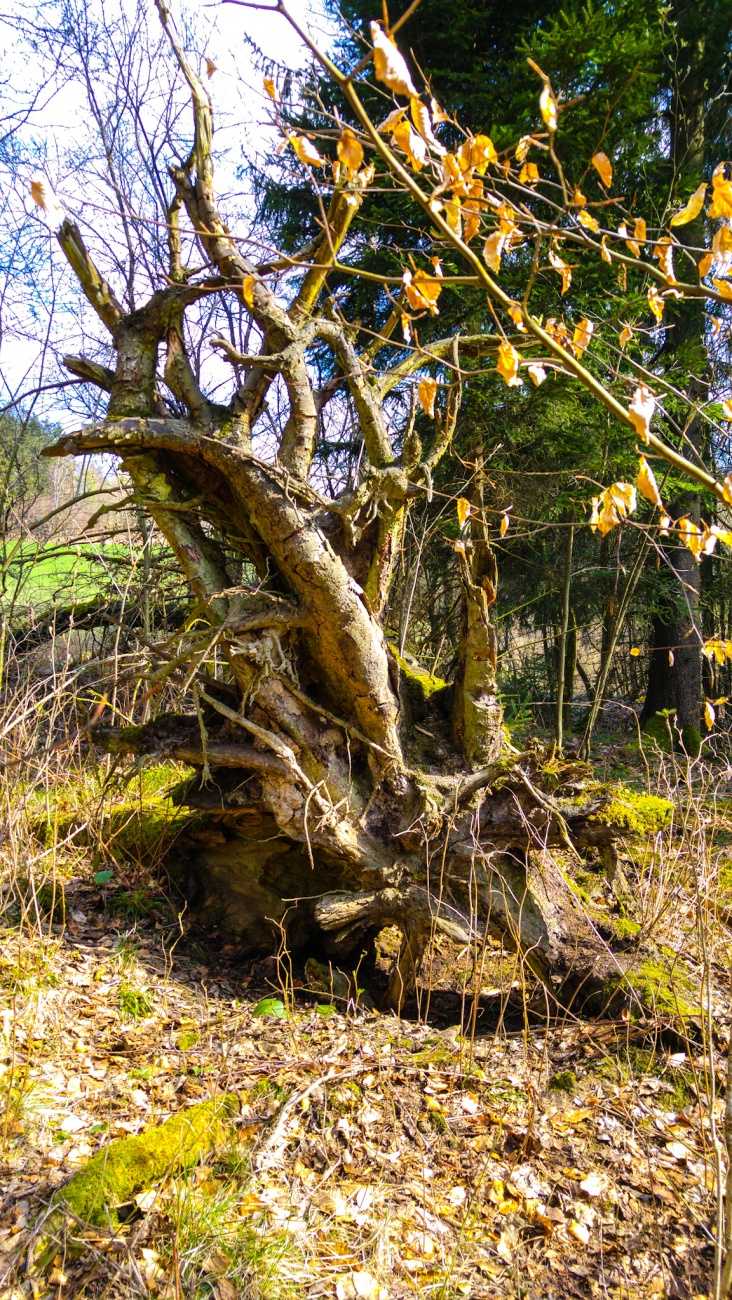 Foto: Martin Zehrer - Urige Gesellen im Wald ;-) 