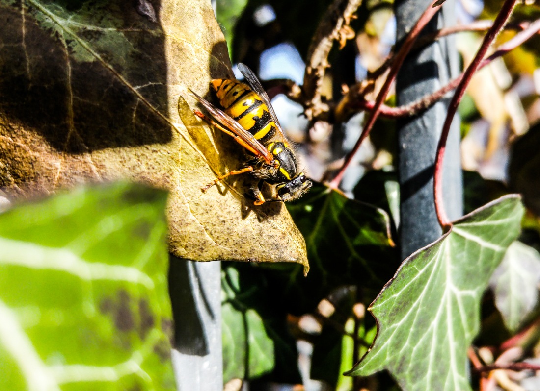 Foto: Martin Zehrer - Frühling am 11. März 2017<br />
<br />
Eisdiele Roberto in Kemnath: Die Insekten sind bereits unterwegs :-) 