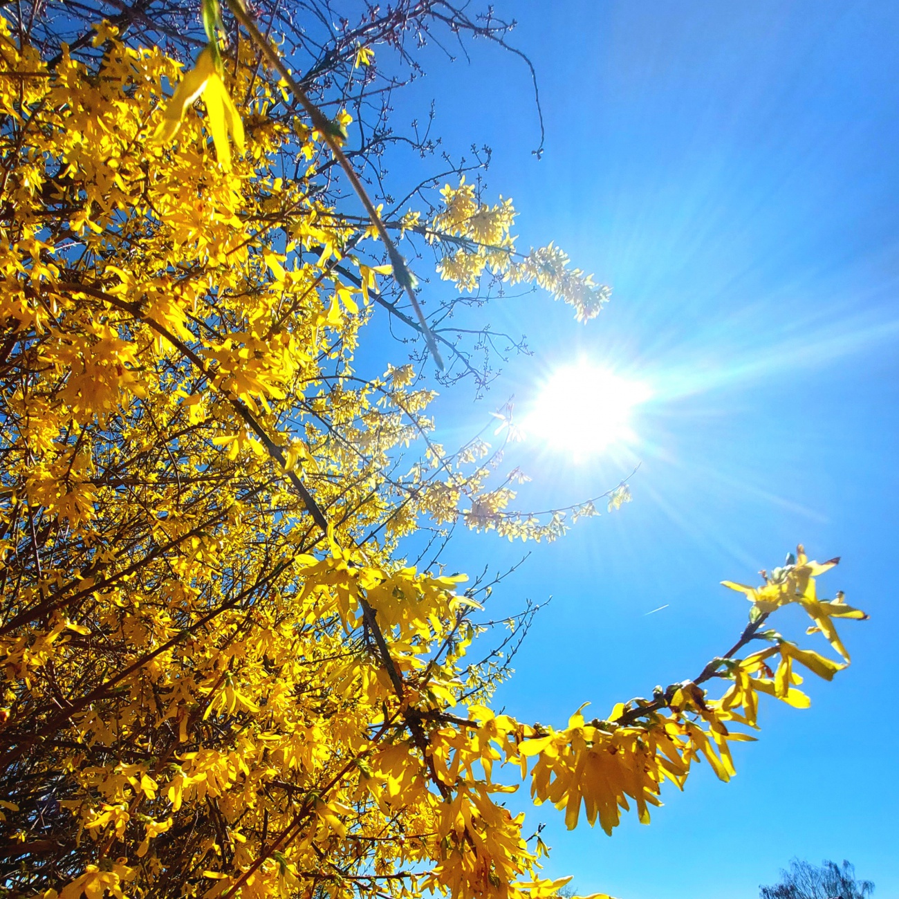 Foto: Martin Zehrer - Endlich Frühling, 16. April 2022!<br />
<br />
Der Tag begann am Morgen mit bewölktem Himmel. Vormittags bahnte sich die Sonne den Weg durch die Wolken bis nur mehr wunderschönes B 