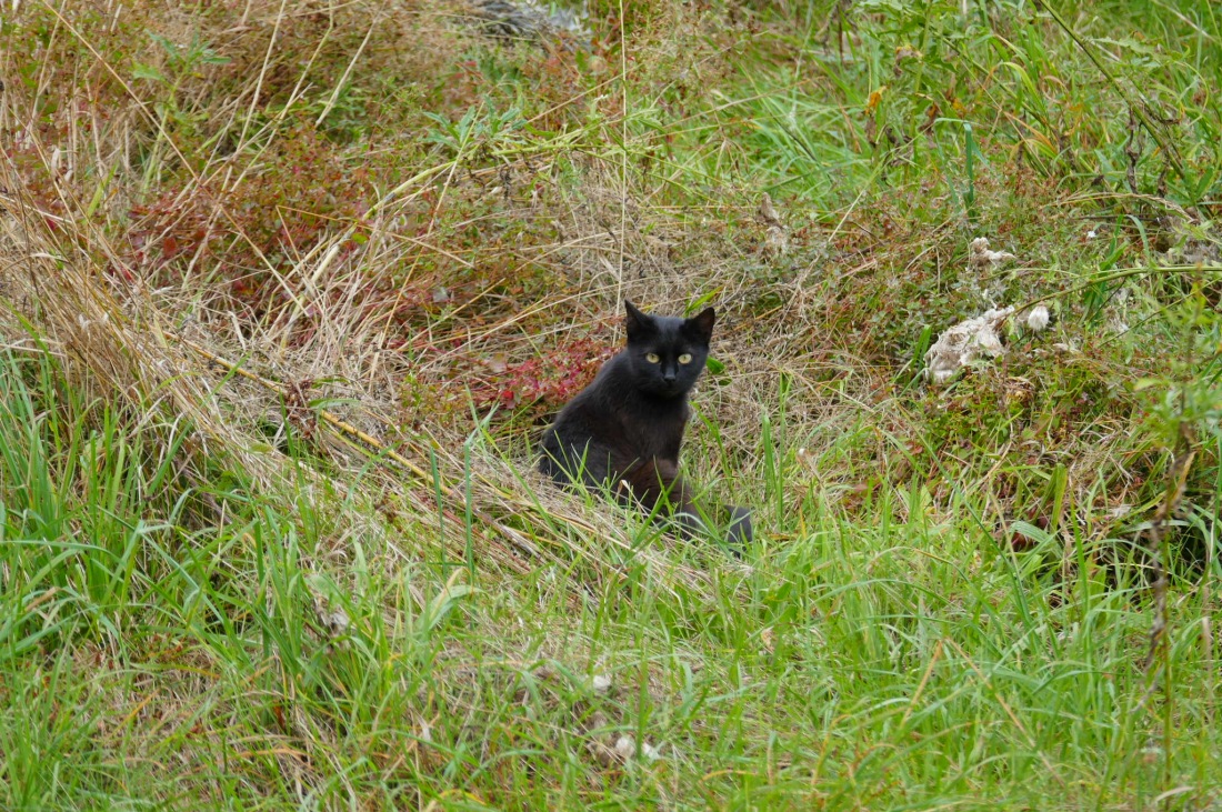 Foto: Martin Zehrer - Wandern im Steinwald<br />
<br />
Schwarzer Kater am Wegesrand 