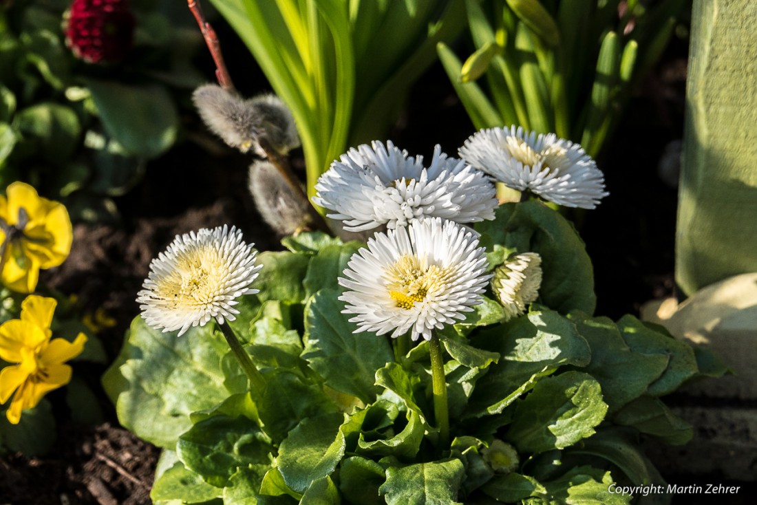 Foto: Martin Zehrer - Endlich Frühling - Blumenschmuck am Osterbrunnen in Neusorg... 