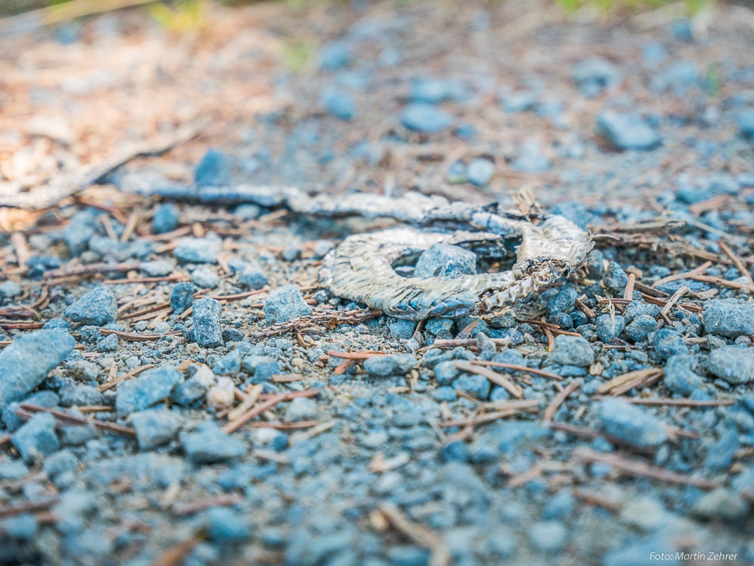 Foto: Martin Zehrer - Eine überfahrene Schlange auf einem Feldweg im Wald bei Zwergau. 