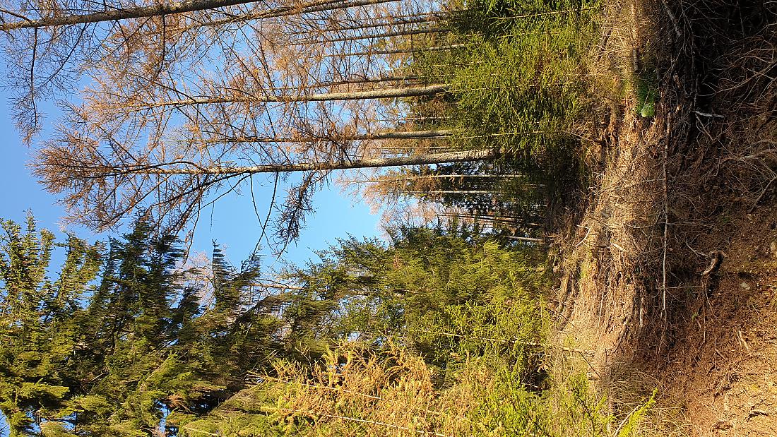 Foto: Martin Zehrer - Hammer-Wetter am 7. November 2020<br />
<br />
Die Wanderung ging von Godas nach Waldeck, von dort quer durch den Wald hinauf zum Zisslar-Hut bei Zwergau und dann wieder nach Godas 