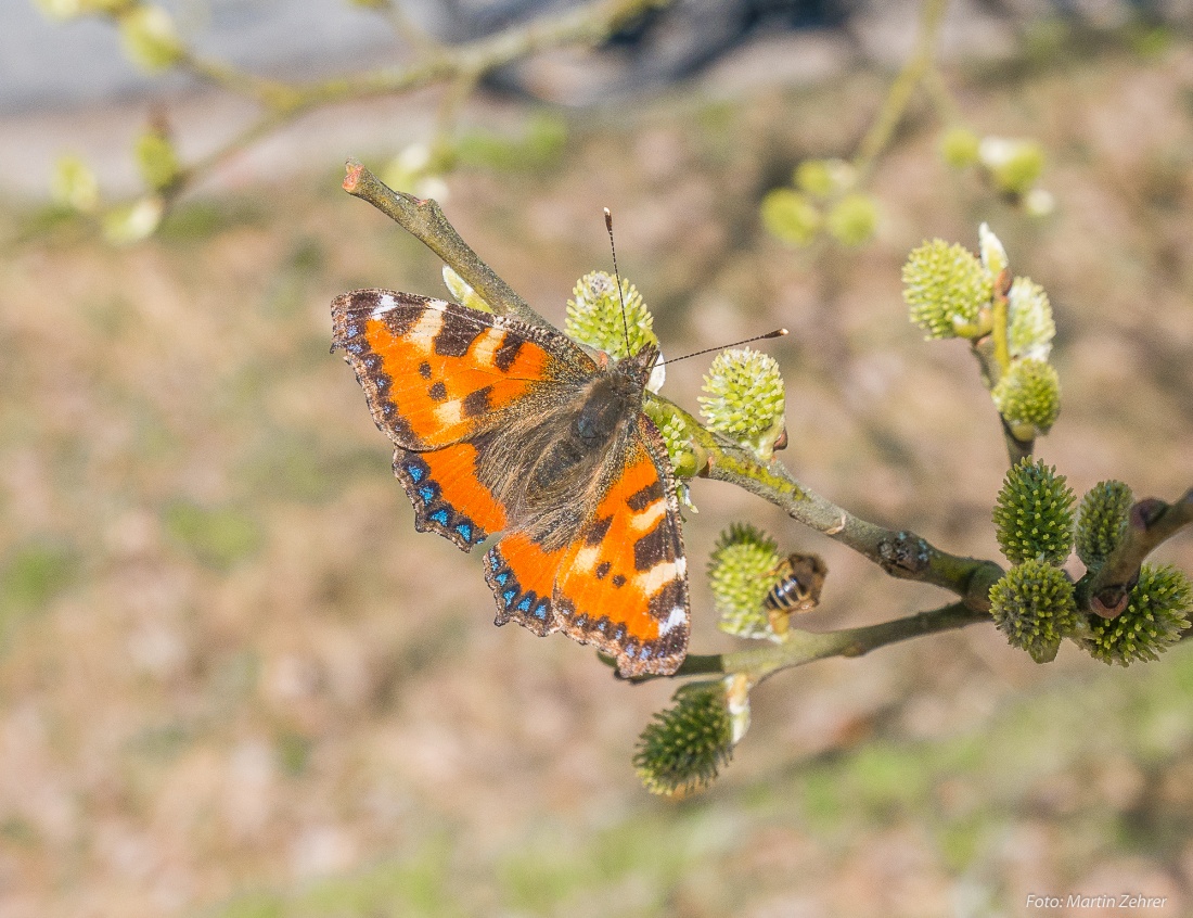 Foto: Martin Zehrer - Schmetterlinge im Baum... Frühlings-Aktivitäten am 7. April 2018 