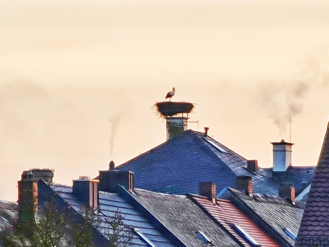 Foto: Jennifer Müller - Guten Morgen Kemnath! Heut ist der 18.02.2021 und der erste Frühlingsbote hat sein Heim bezogen! Der Storch ist angekommen. 