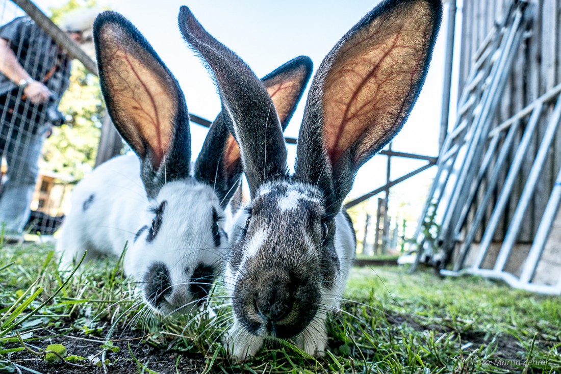 Foto: Martin Zehrer - Kleine Köpfe und riesengroße Ohren haben die Hasen auf Köstlers Bauernhof in Hermannsreuth bei Ebnath. 