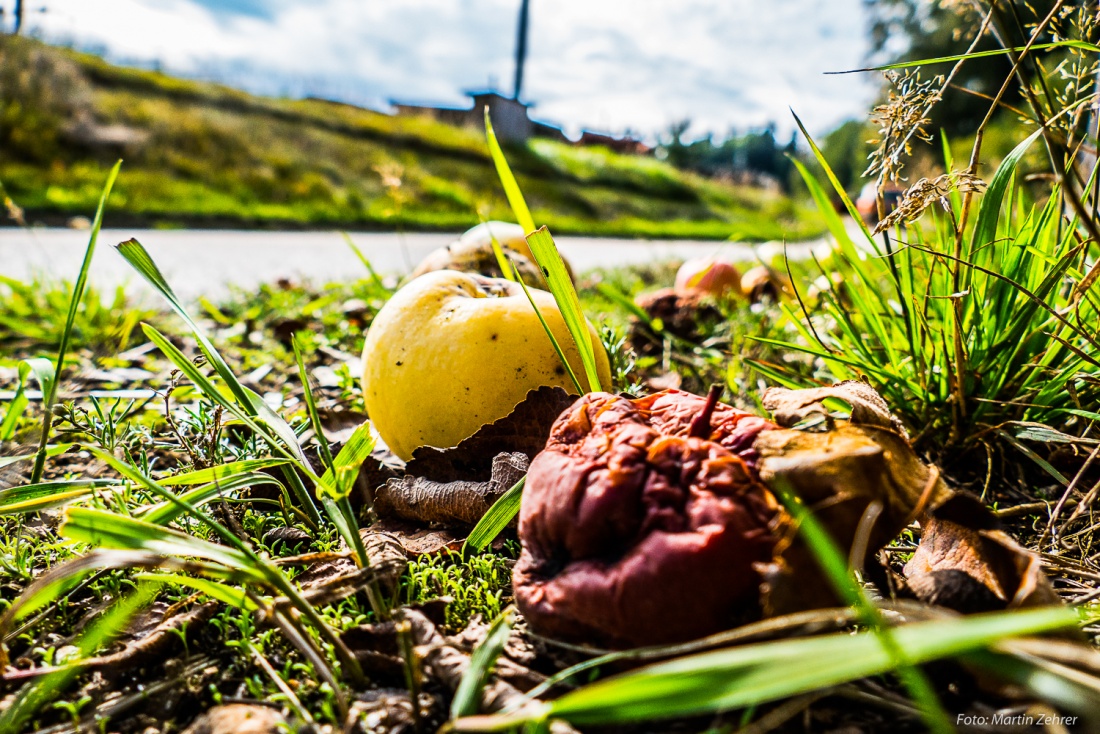 Foto: Martin Zehrer - Lebenszyklus eines Apfels!<br />
<br />
Werden Äpfel nicht rechtzeitig gepflückt, fallen diese vom Baum und dienen unter Anderem Tieren und Mikroben als Nahrung. Übrig bleibt letzt 