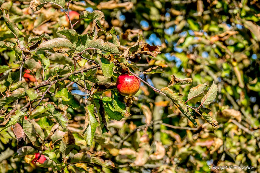 Foto: Martin Zehrer - Herbst: Am 24. Oktober 2015 leuchtete dieser rote Apfel aus dem Geäst... 