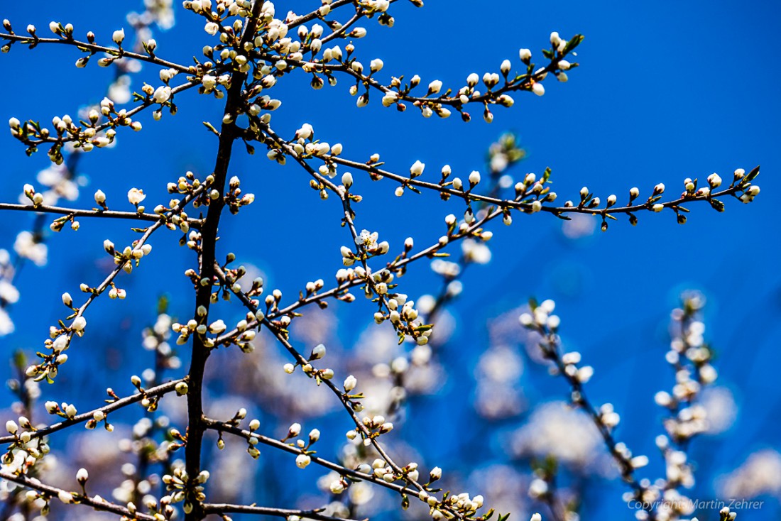 Foto: Martin Zehrer - Blüten im Himmel. Ein wunderbares Farbenspiel zwischen Blüten und Himmel. Gesehen am Schlossberg bei Waldeck. 