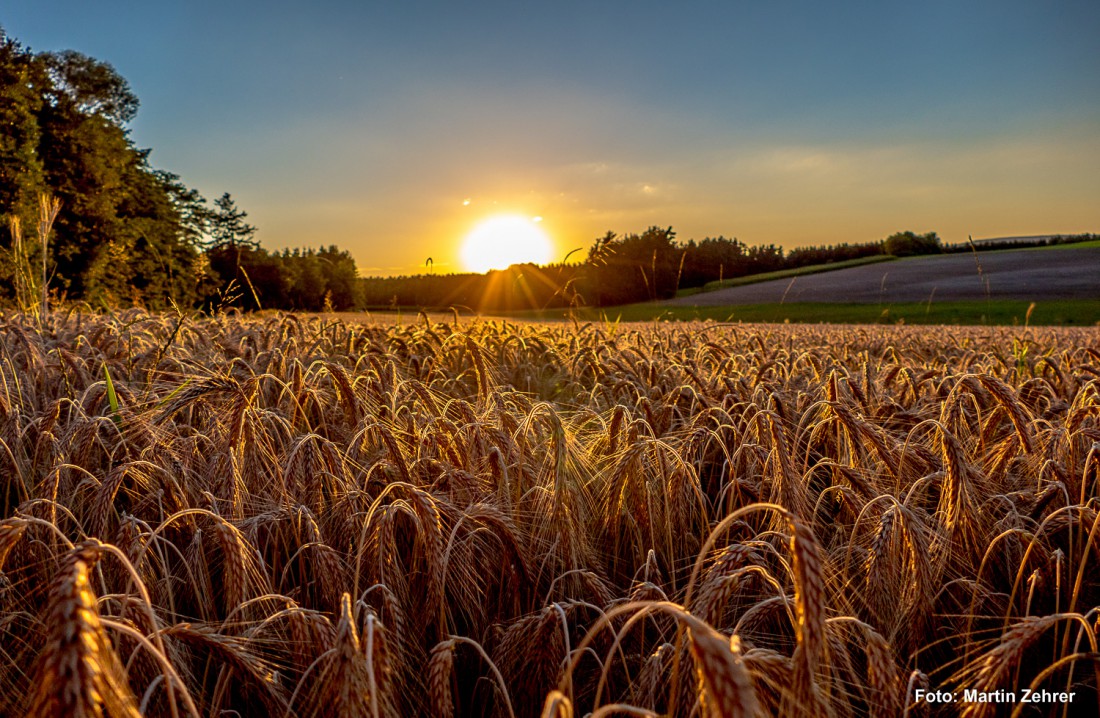 Foto: Martin Zehrer - Die Sonne rennt übers Getreidefeld... Bei Anzenstein, am 21. Juli 2015 