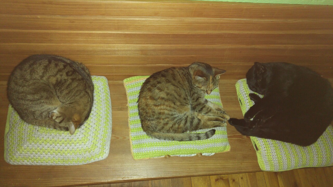 Foto: Martin Zehrer - Gemeinsames Katzen-Schlafen... ;-) 