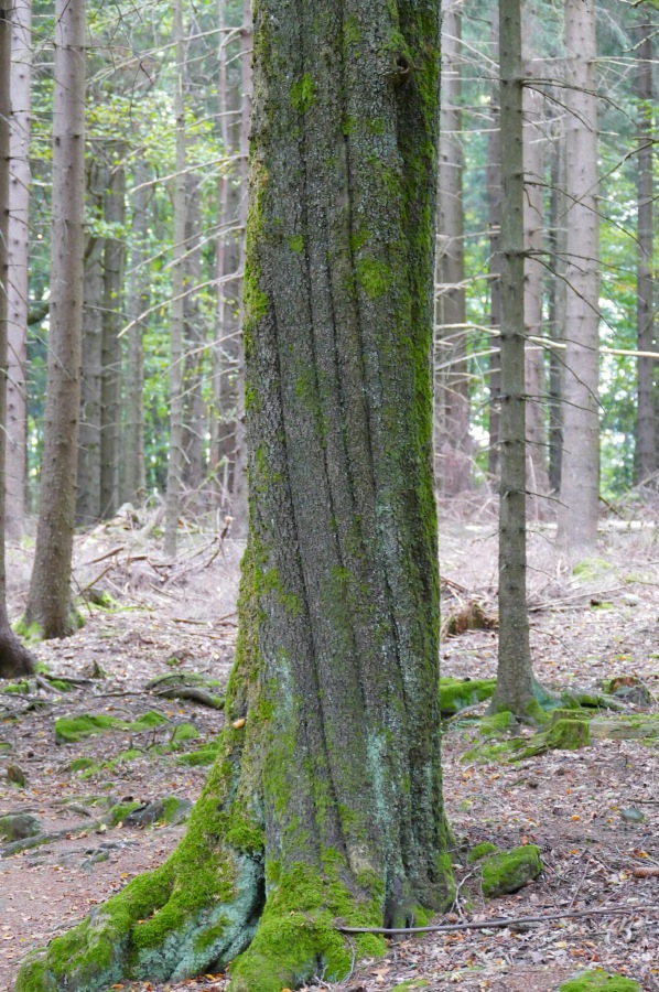 Foto: Martin Zehrer - Wandern im Steinwald<br />
<br />
Verdrehter Baum 