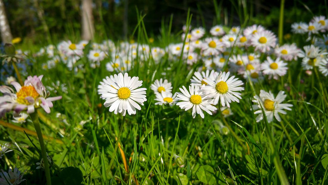 Foto: Martin Zehrer - Blumen-Teppich... 