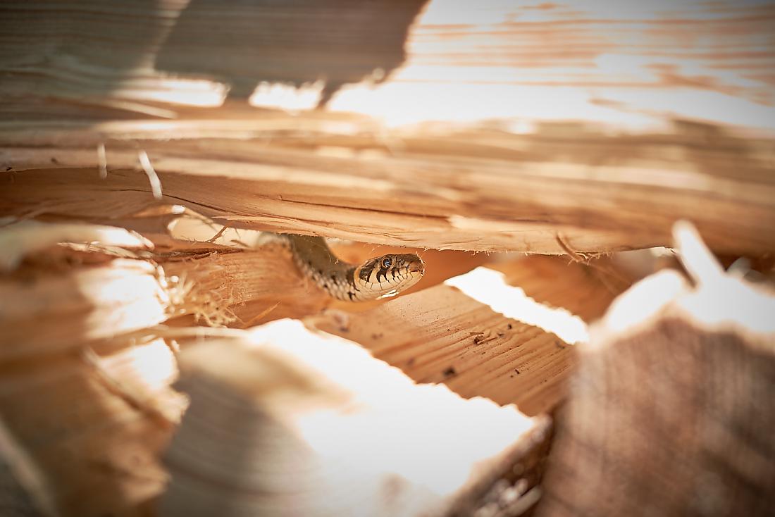 Foto: Martin Zehrer - In den Holz-Scheiten eines Holzstoßes versteckt. Eine Ringelnatter beobachtet genau ihre Umgebung...<br />
<br />
18. Mai 2019 