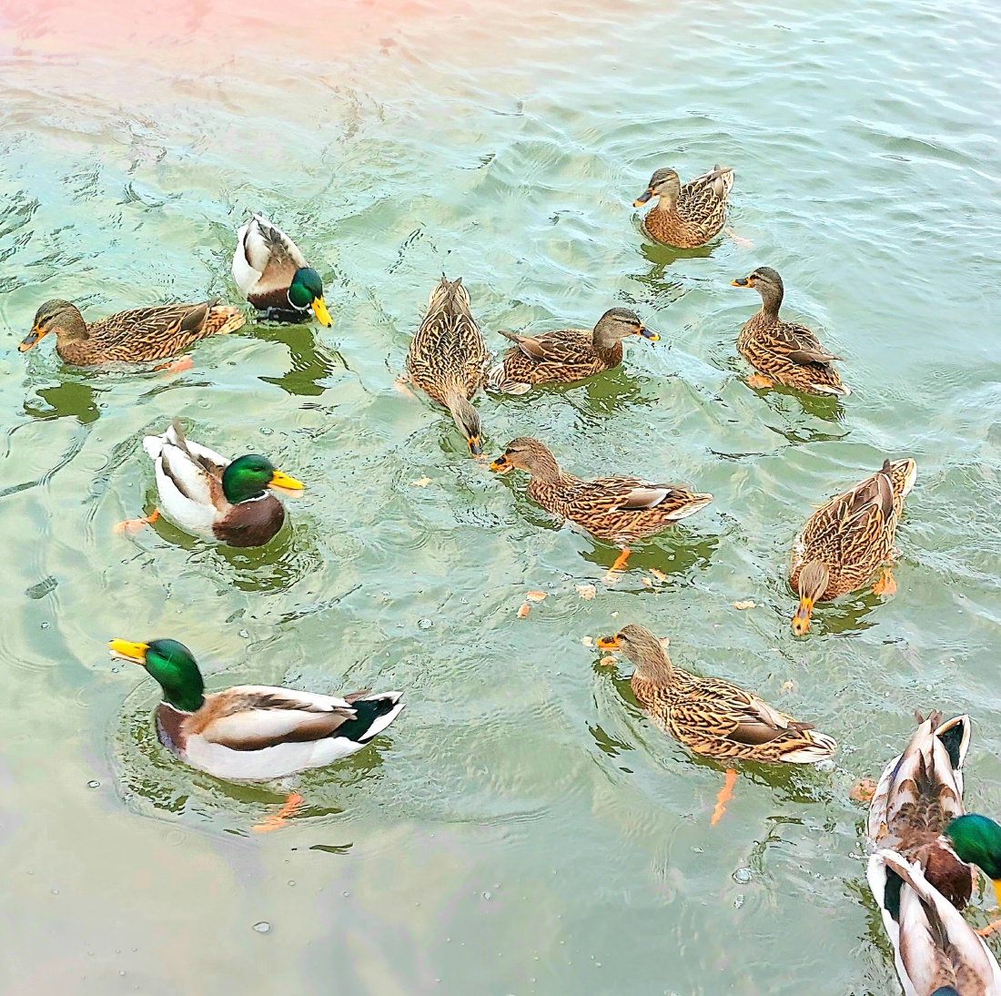 Foto: Martin Zehrer - Enten füttern am Kemnather Stadtweiher... 