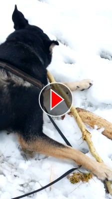 Titelbild zum Video