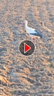 Titelbild zum Video