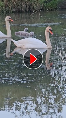 Schwimmen zusammen: Bisamratte und Familie Schwan