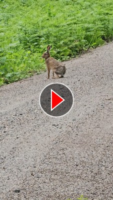 Mein Freund, der Hase