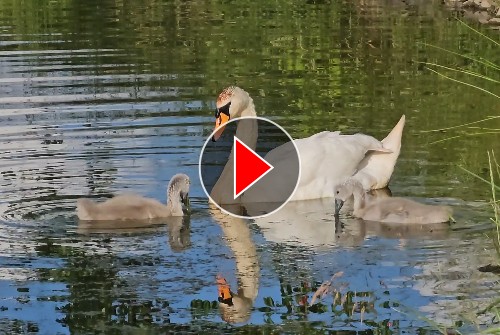 Titelbild zum Video
