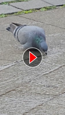 Titelbild zum Video